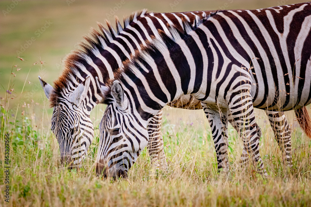 Pair of zebras graze and eat grass in Ngorongoro crater in Tanzania, Africa Pair of zebras graze and eat grass in Ngorongoro crater in Tanzania, Africa