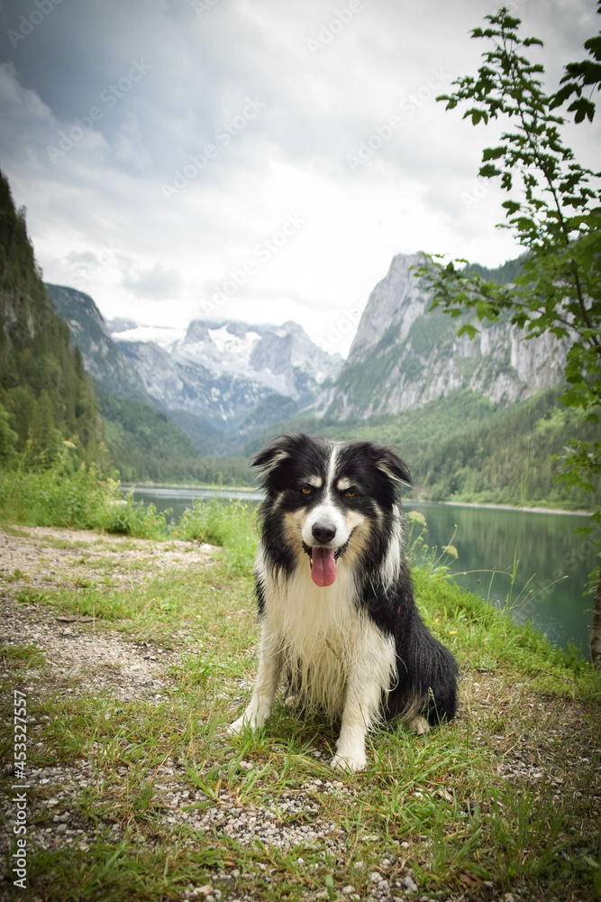 Portrait of border collie is sitting in austria nature near to glossglockner.