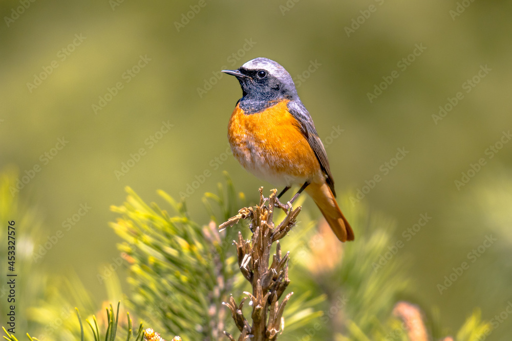 Common redstart perched on branch of tree Common redstart perched on branch of tree