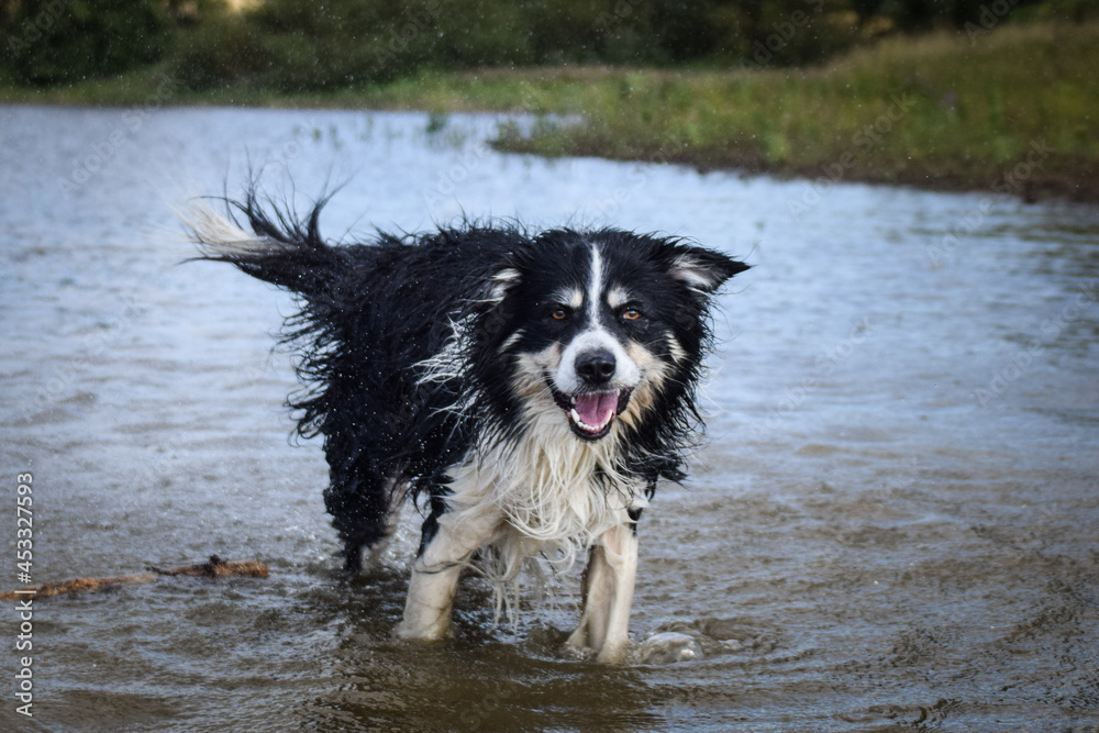 Border collie is running in the water. It was autumn photo workshop. Border collie is running in the water. It was autumn photo workshop.