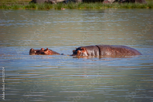 Mother and child hippopotumuses cool off in pond  in Ngorongoro crater, Tanzania, Africa.