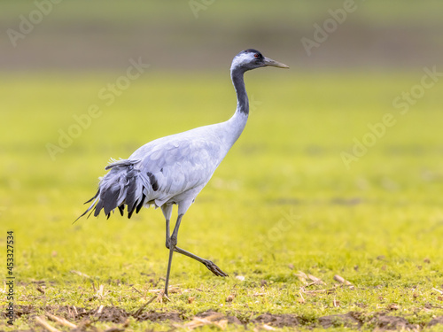 Common crane walking in agricultural field © creativenature.nl