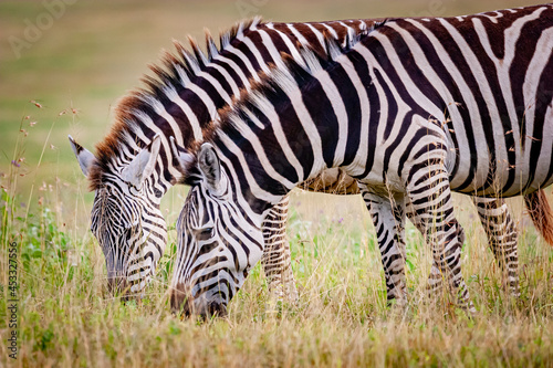 Pair of zebras graze and eat grass in Ngorongoro crater in Tanzania  Africa