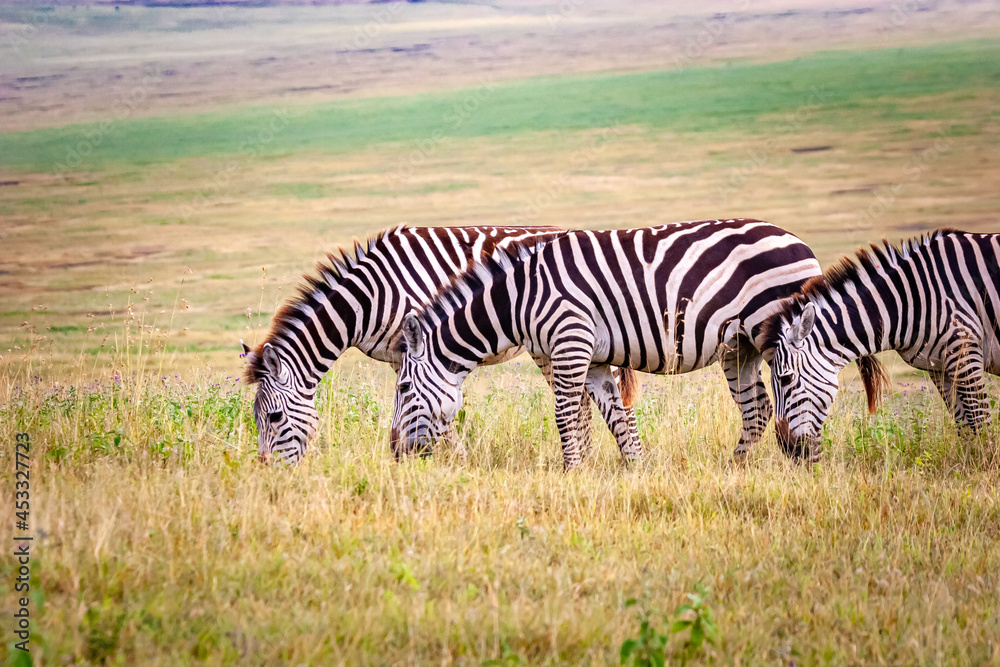 Fototapeta premium Trio of Zebra grazing in Ngorongoro crater, Tanzania, Africa.
