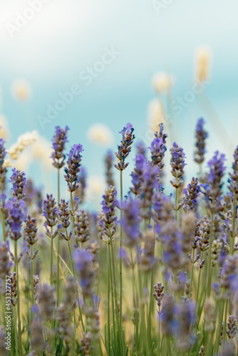 Blue lavender flowers in the mountains of Bulgaria