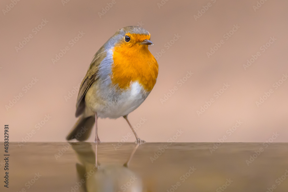 Fototapeta premium Red Robin bird in ecological garden