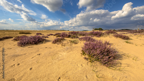 Lovely landscape scene of heathland