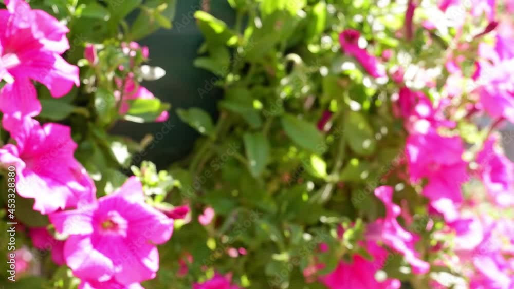 Pink Petunia moves in the wind. Defocusing the background. Bokeh. Pink Petunia moves in the wind. Defocusing the background. Bokeh.