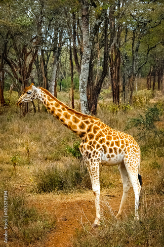 Giraffe roaming in Kenya Africa