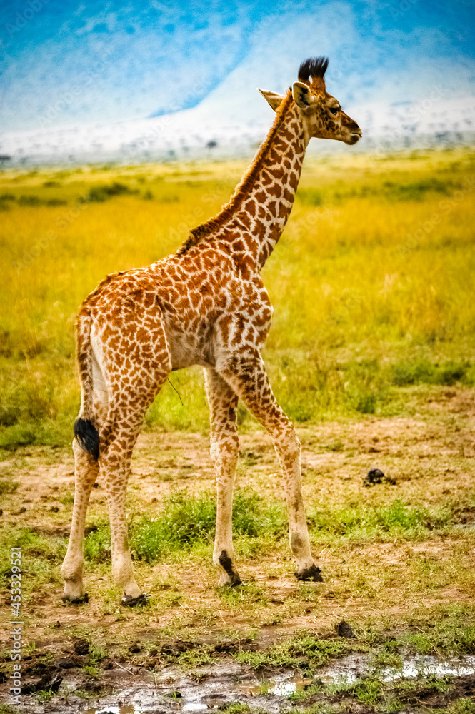 Giraffe roaming in Kenya Africa