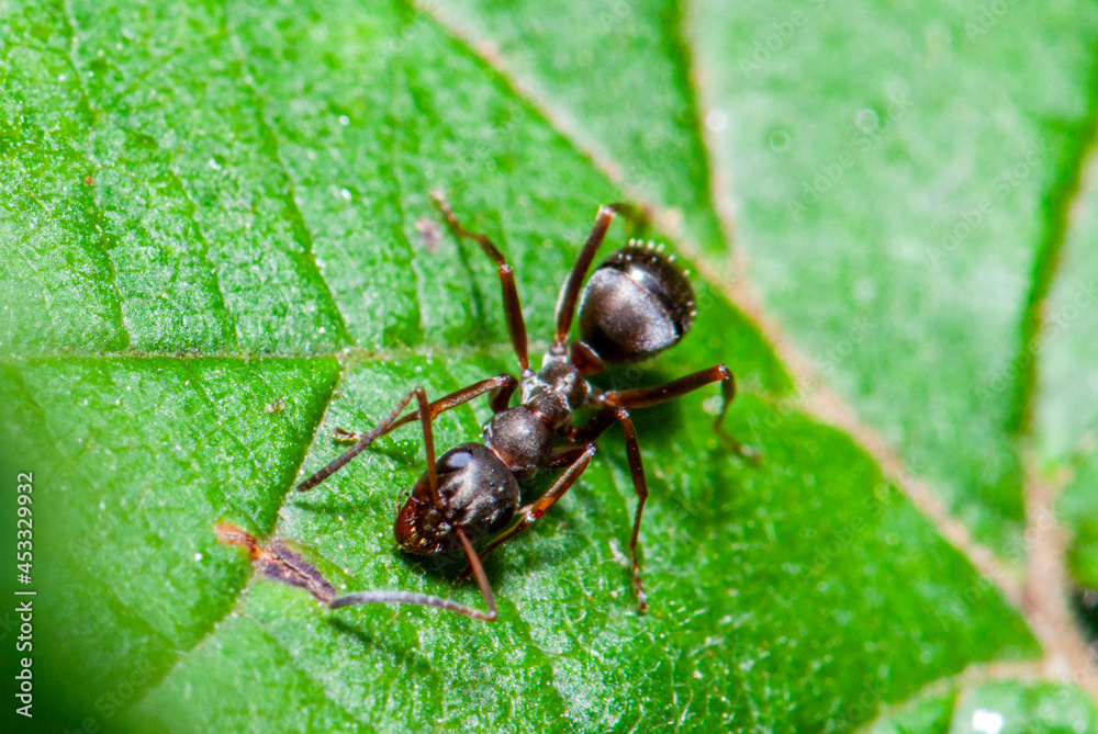 fourmi seul sur une feuille fourmi seul sur une feuille