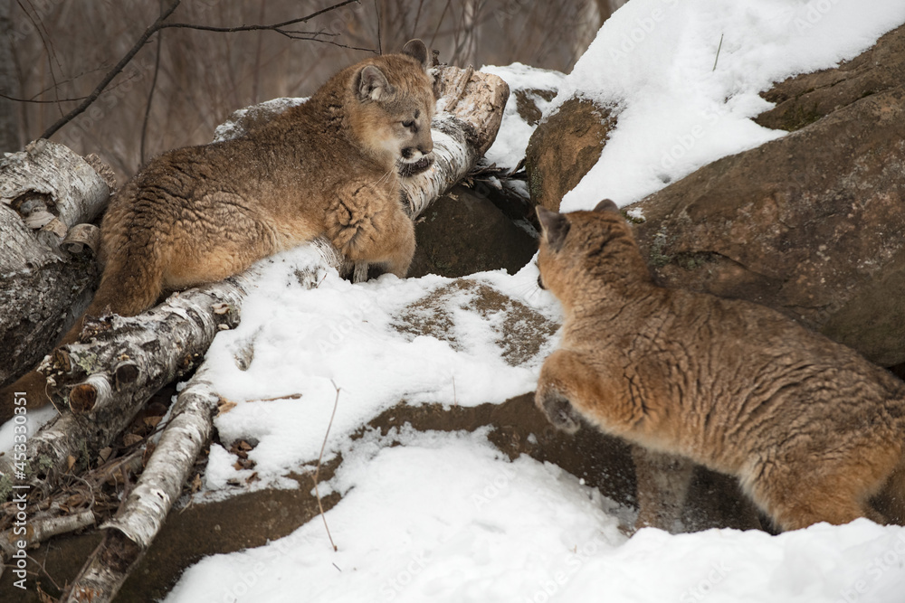 Female Cougars (Puma concolor) Interact Atop Rock Den Winter Female Cougars (Puma concolor) Interact Atop Rock Den Winter