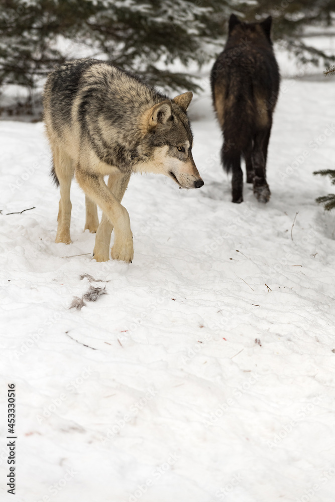 Fototapeta Grey Wolves (Canis lupus) Pass Each Other Copy Space Winter
