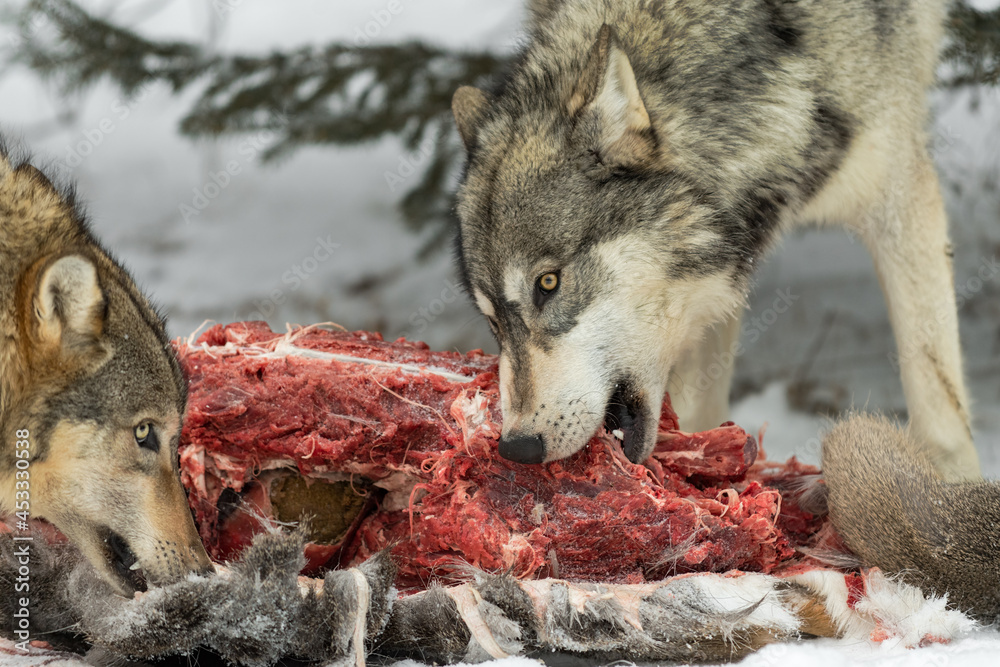 Grey Wolves (Canis lupus) Take Bites of White-tail Deer Carcass Winter