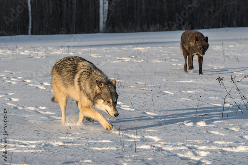 Grey Wolves (Canis lupus) Walk Through Snowy Field in Early Morning Light Winter © geoffkuchera