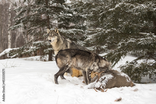 Grey Wolves (Canis lupus) at White-Tail Deer Carcass Winter