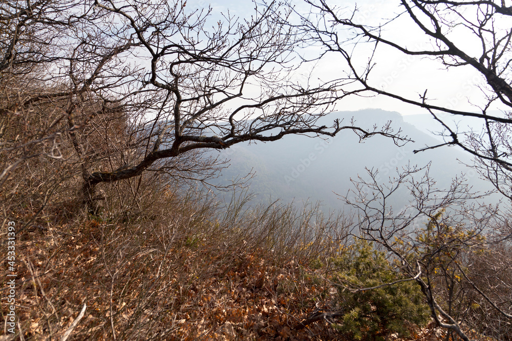 Bare tree trunks and fallen leaves on the background of misty mountains early in spring. Crimea. Bare tree trunks and fallen leaves on the background of misty mountains early in spring. Crimea.
