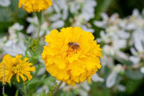 A bee flies in a flower garden. The bee collects pollen from flowers. Bee sitting on a flower. A bee sits on yellow marigolds.