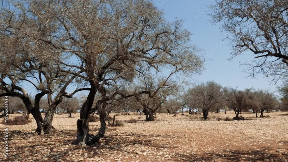 Argan tree forest after a rainless dry summer, stony arid terrain. Morocco global warming, climate change. The tree is cultivated for the famous Argan oil that is produced from the kernel of the nuts. Argan tree forest after a rainless dry summer, stony arid terrain. Morocco global warming, climate change. The tree is cultivated for the famous Argan oil that is produced from the kernel of the nuts.
