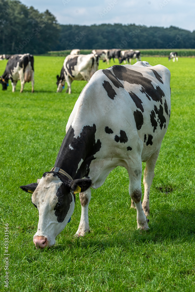 a black and white cow eats grass and stands in the field