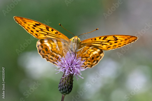 Butterfly sitting in a meadow on a flower. photo
