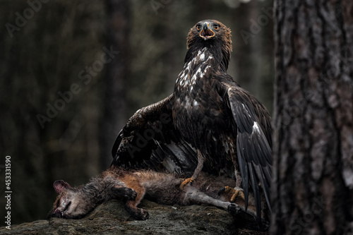 Tableau sur toile The golden eagle guards its prey