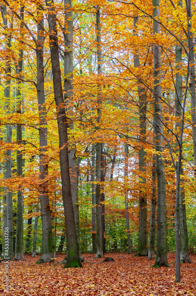 Fototapeta premium Colorful trees in autumn. Beautiful forest background.