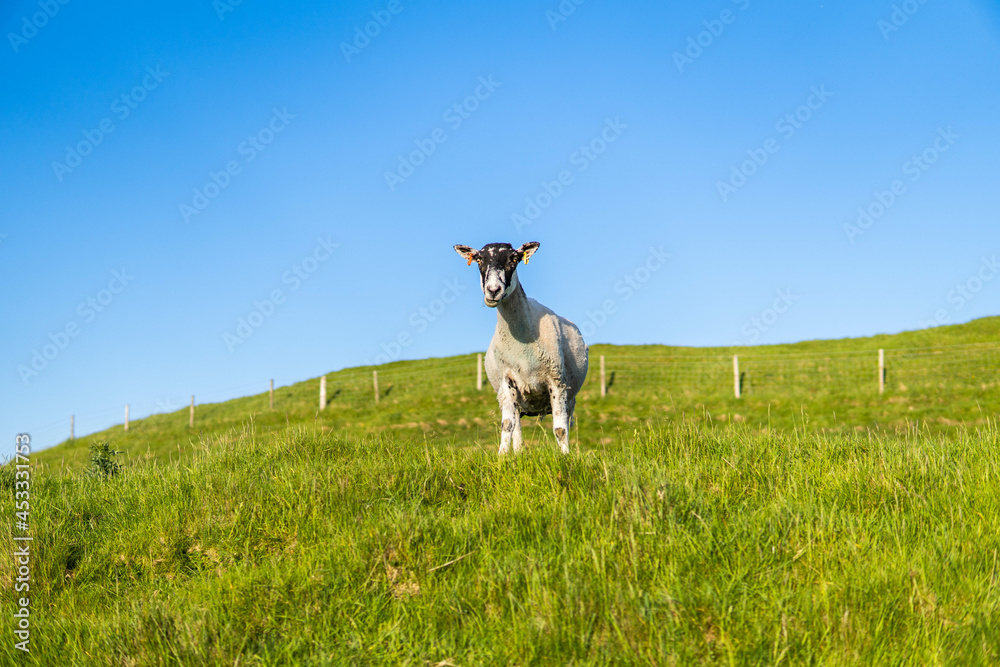 A group of sheep walking in the country side in the south of UK during a sunny day