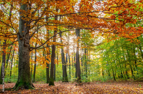 Close up of colorful tree in autumn. Majestic tree with colorful leaves. Fall season