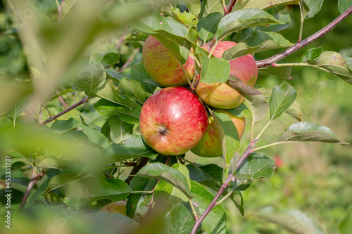 A red apple ripens on a tree branch. Red apples on a tree. Slice of green lmstya on an apple branch. An apple in the garden.