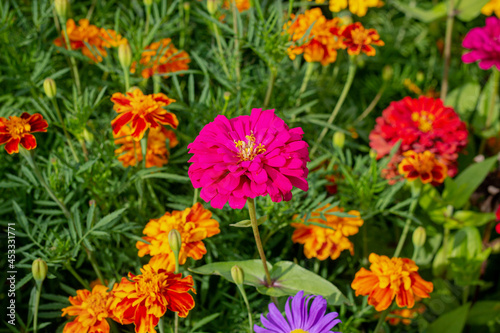 Among the marigolds in the garden majors close up. Among the different colors of macro red majors. flowers on a summer day in the garden.