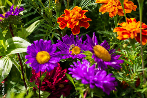 Summer afternoon in the garden. Flowers in the garden. Purple asters among marigolds. A bee sits on an aster. The bee collects nectar. Bee in the garden of flowers.