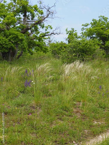 Echtes Federgras, Stipa pennata, Federgras photo