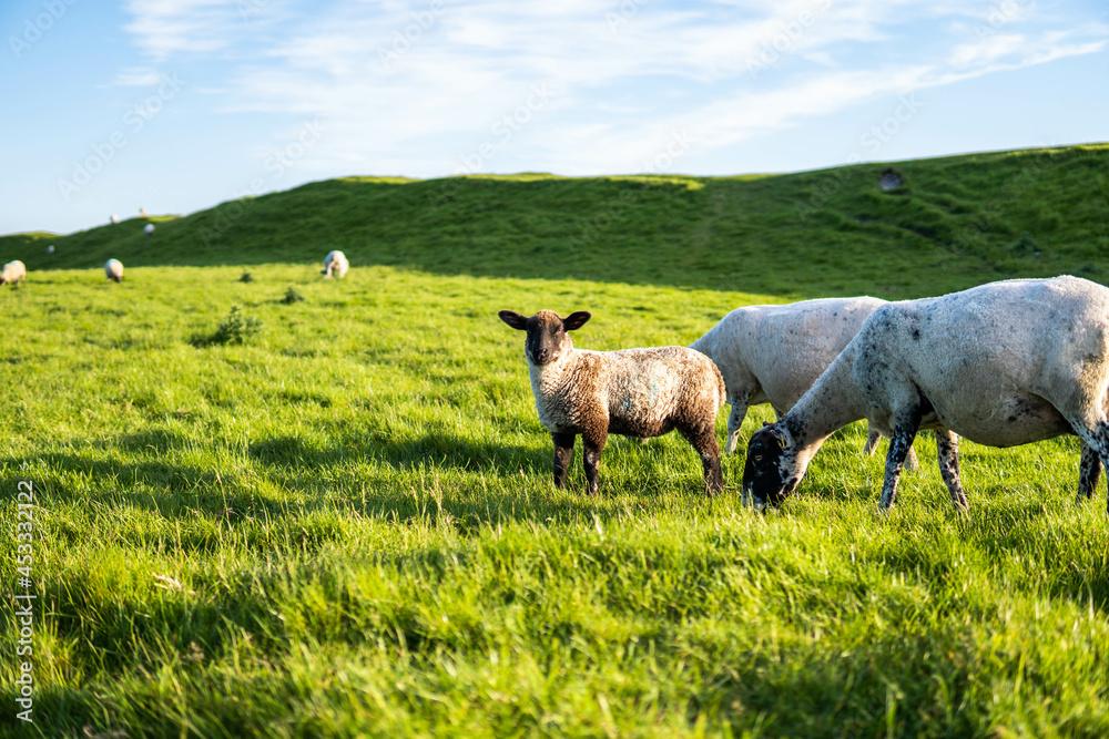 A group of sheep walking in the country side in the south of UK during a sunny day