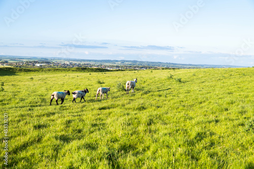Obraz na płótnie A group of sheep walking in the country side in the south of UK during a sunny day w salonie