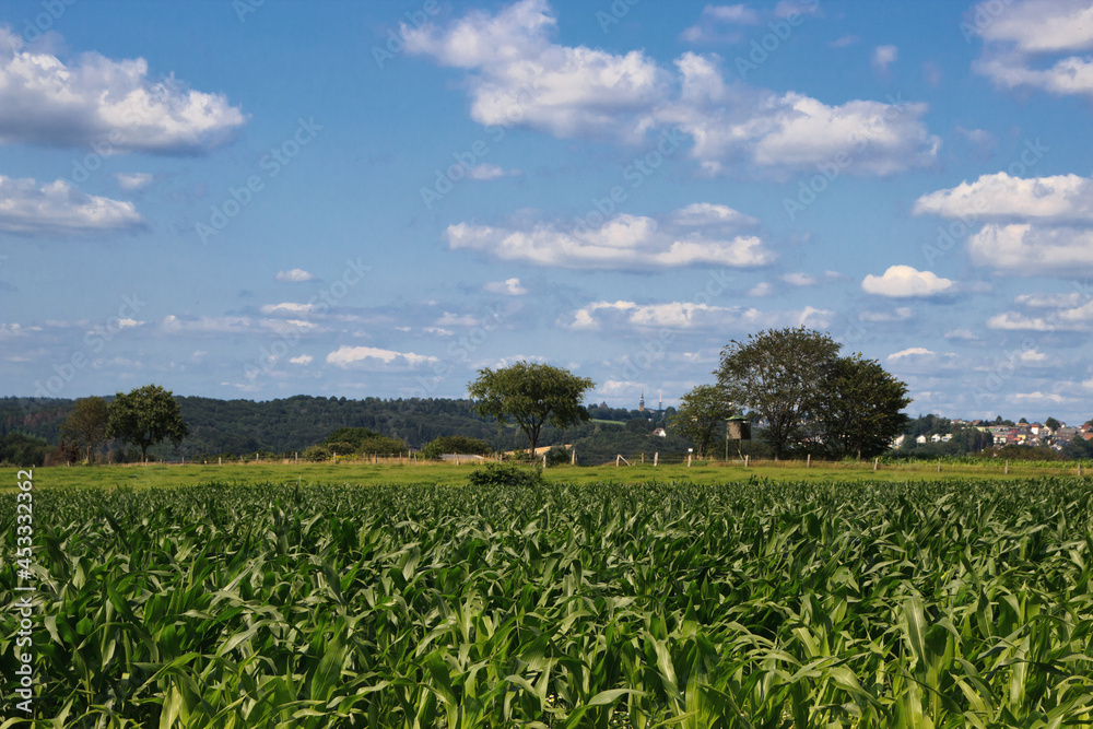 Grüne Landschaft