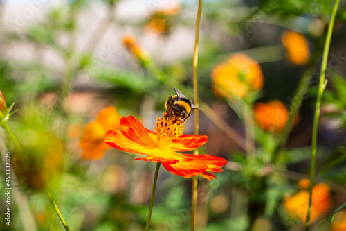 Bumblebee collects pollen. A bumblebee sits on a flower. Orange flower in the garden. © Serhii Sirochuk