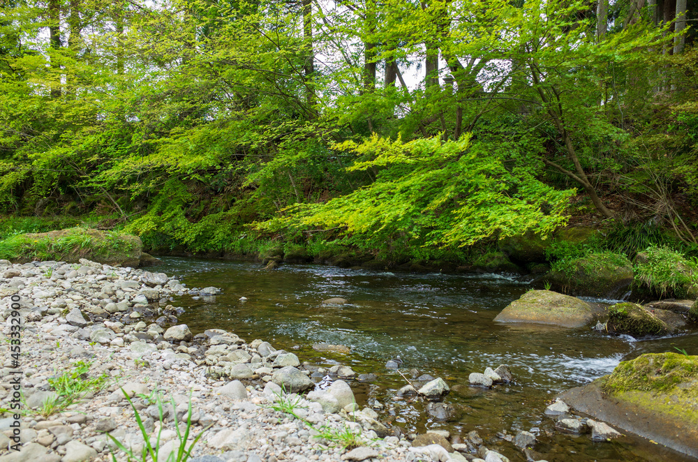 river in the forest river in the forest