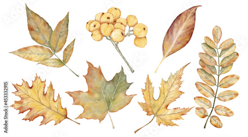 Autumn clip art yellowed leaves