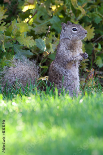 Standing squirrel watching carefully in Wasatch Mountain State park, Utah photo