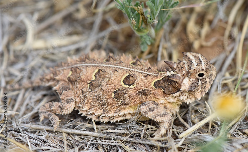 Texas horned lizard in photographed in Arizona Texas horned lizard in photographed in Arizona