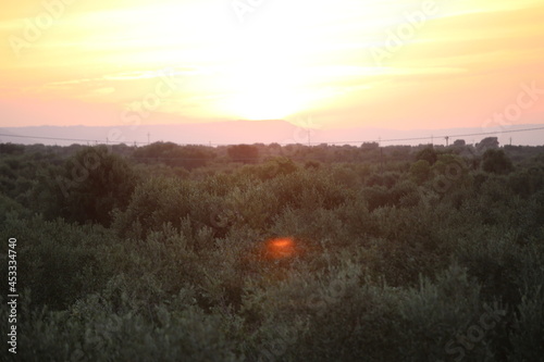 Sunset over olive trees in south Italy  Apulia region