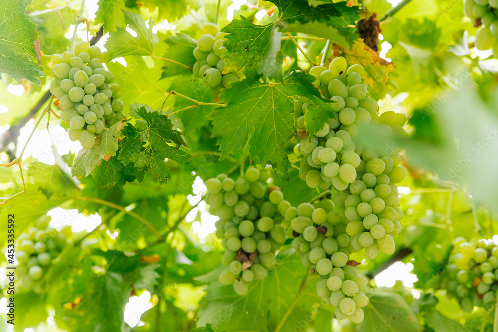 Young green grapes are hanging on a branch. A vineyard in the countryside. Natural background.