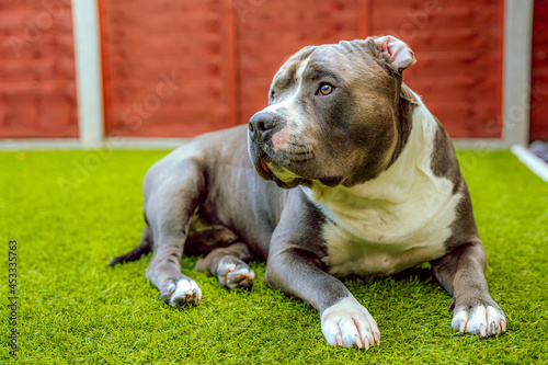 Blue and white American Staffordshire terrier lying on the grass.