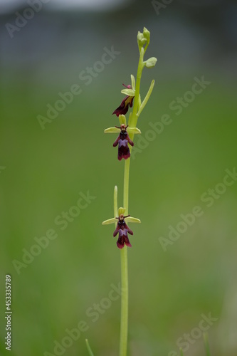 Fliegen-Ragwurz, Ophrys insectifera