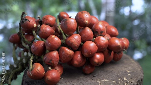 Fruits Of Chontaduro Or Peach Palm (Bactris Gasipaes) harvested in the amazon rainforest - Wet Weather in South America photo