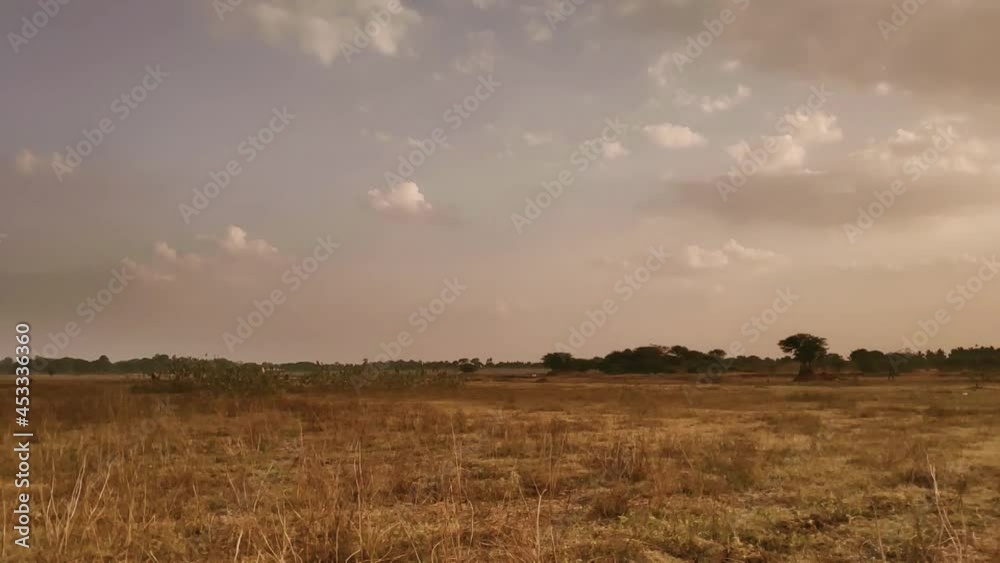 Wide Grassland Field Wildlife Forest 1080HD Wide Grassland Field Wildlife Forest 1080HD