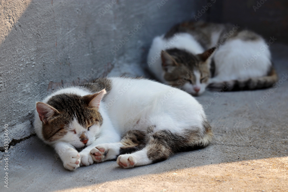 Fototapeta premium Two cats sleeping on a street. Cute pets outdoors