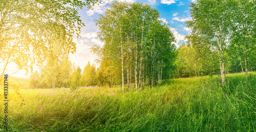 Sunrise or sunset in a spring birch grove with young green foliage and grass. Sun rays breaking through the birches