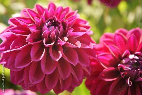 Decorative purple Dahlia close-up